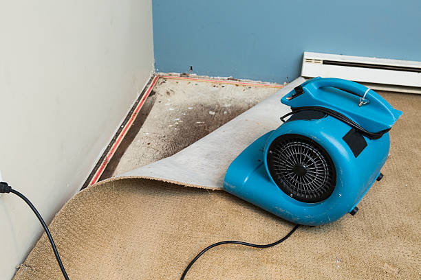 Best Mold removal after water damage  in Bouse, AZ